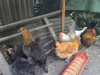 Chickens — Foto 4