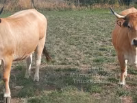 Kuh, Aubrac cattle — Foto 2