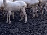 Koyun, Tsigai sheep — foto 5