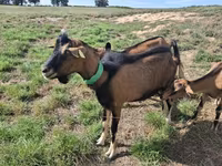 Keçi, Alpine goat — foto 2