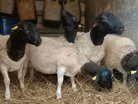 Widder, Dorper sheep — Foto 4