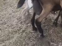 Ziege, Czech Brown Shorthaired goats — Foto 2