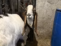 Ziegenbock, Kamori goats — Foto 3