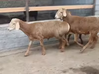 Widder, Edilbay sheep — Foto 3