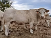 Kuh, Charolais cattle — Foto 2