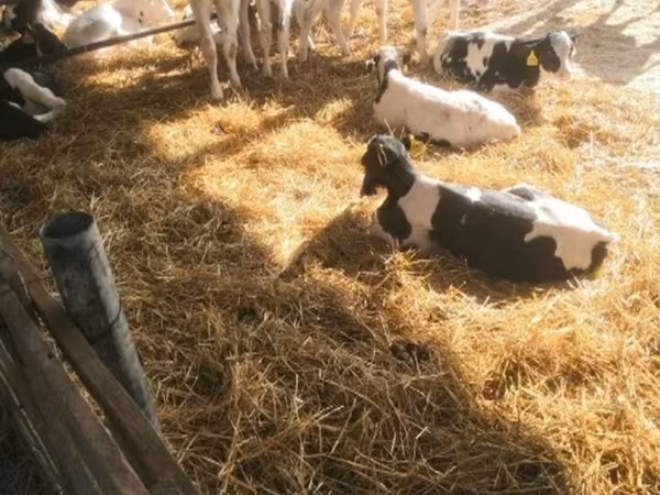 Bulle, Swiss cattle