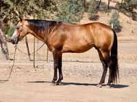 Koń, Quarter Horse — zdjęcie 1