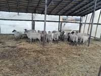 Baran, Romanov sheep — zdjęcie 2