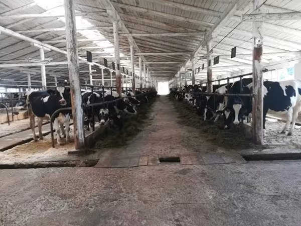 Kuh, Holstein-Rasse