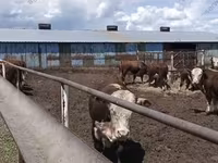 Byk, Bydło — zdjęcie 7