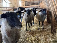 Schaf, Baerchuke sheep — Foto 1