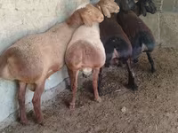 Widder, Arashan sheep — Foto 3