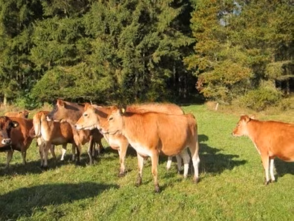Jersey-Rasse