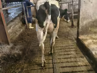 Kuh, Holstein-Rasse — Foto 3