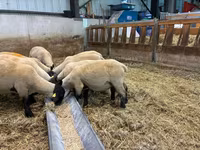 Schaf, White Suffolk sheep — Foto 2