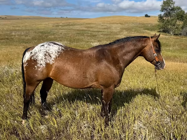 Koń, Horses of Sable Island