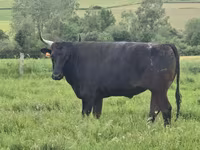 İnek, Wagyu — foto 5