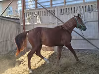 Aygır, Arabian horse — foto 2