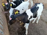 Bulle, Holstein-Rasse — Foto 2