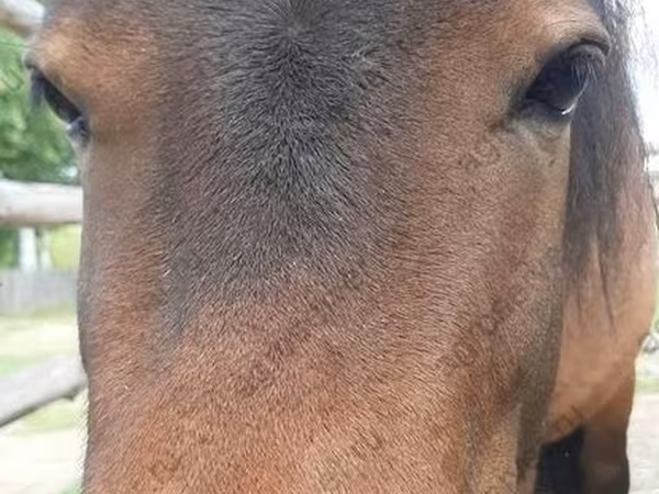 Yegua, American shetland pony