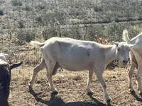 Ziege, LaMancha goats — Foto 6