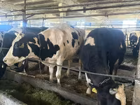 Bull, Cattle — photo 8