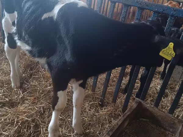 母牛, Cattle