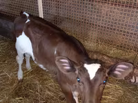母牛, Limousin cow — 照片 2