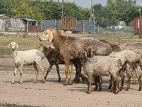 Baran, Hissar sheep — zdjęcie 1