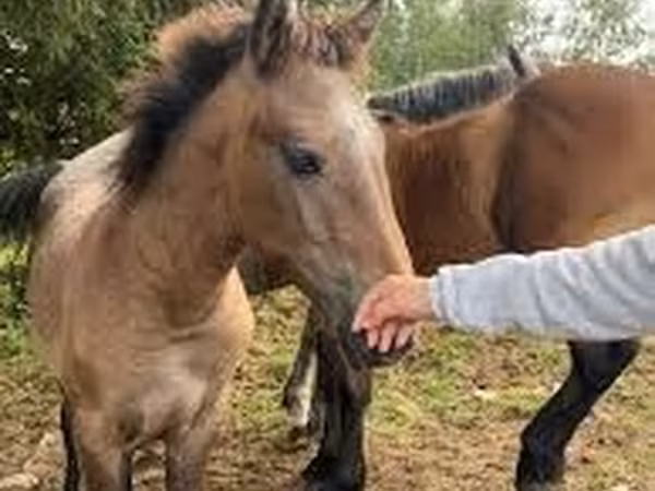 公马, Horses