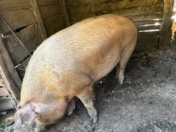 Säue, Schweine