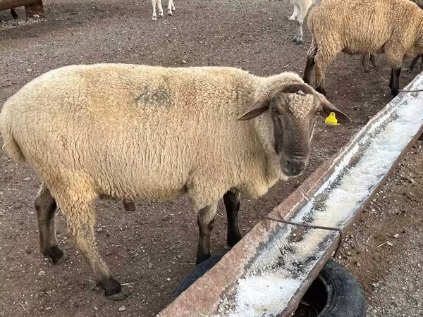 Koç, Hampshire sheep