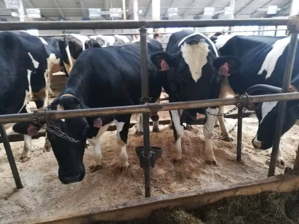 Kuh, Holstein-Rasse