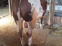 Bulle, Simmental cattle — Foto 2
