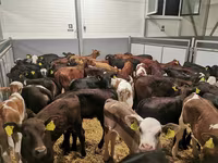 公牛, Cattle — 照片 2