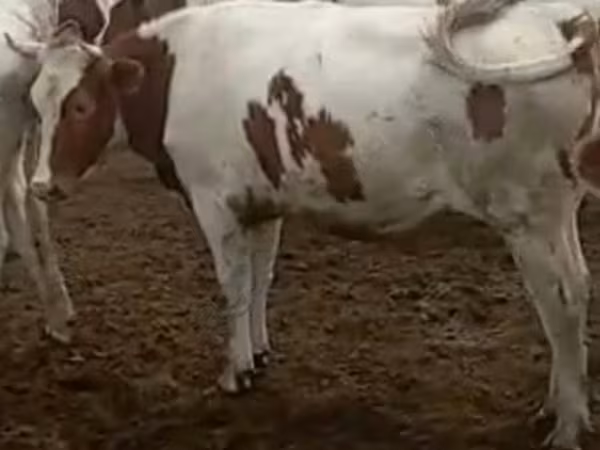 Kuh, Simmental cattle