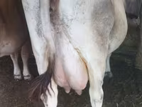 母牛, Swiss cattle — 照片 2
