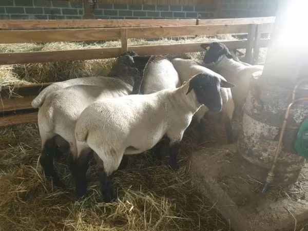 Schaf, Baerchuke sheep