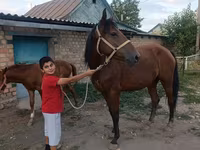 Kısrak, Thoroughbred horse — foto 6