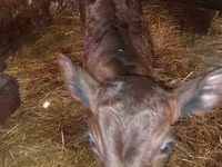 母牛, Limousin cow — 照片 6