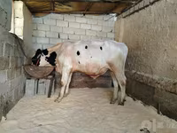 Boğa, Russian Black pied cattle — foto 2