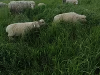 Baran, Merino sheep — zdjęcie 4