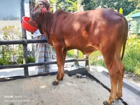 Toro, Ganado vacuno — foto 2
