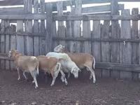 Widder, Katum sheep — Foto 2