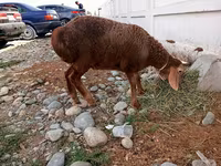 Schaf, Arashan sheep — Foto 2