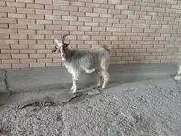 母山羊, Alpine goat — 照片 2
