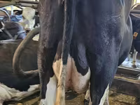 Cow, Holstein breed — photo 7