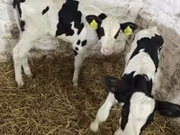Kuh, Holstein-Rasse — Foto 2