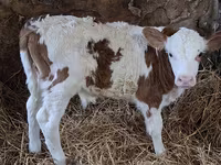 Bulle, Simmental cattle — Foto 2