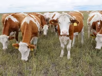 Toro, Simmental cattle — foto 1